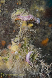 Encrusted vavle. Trefor pier. D200, 60mm. by Derek Haslam 